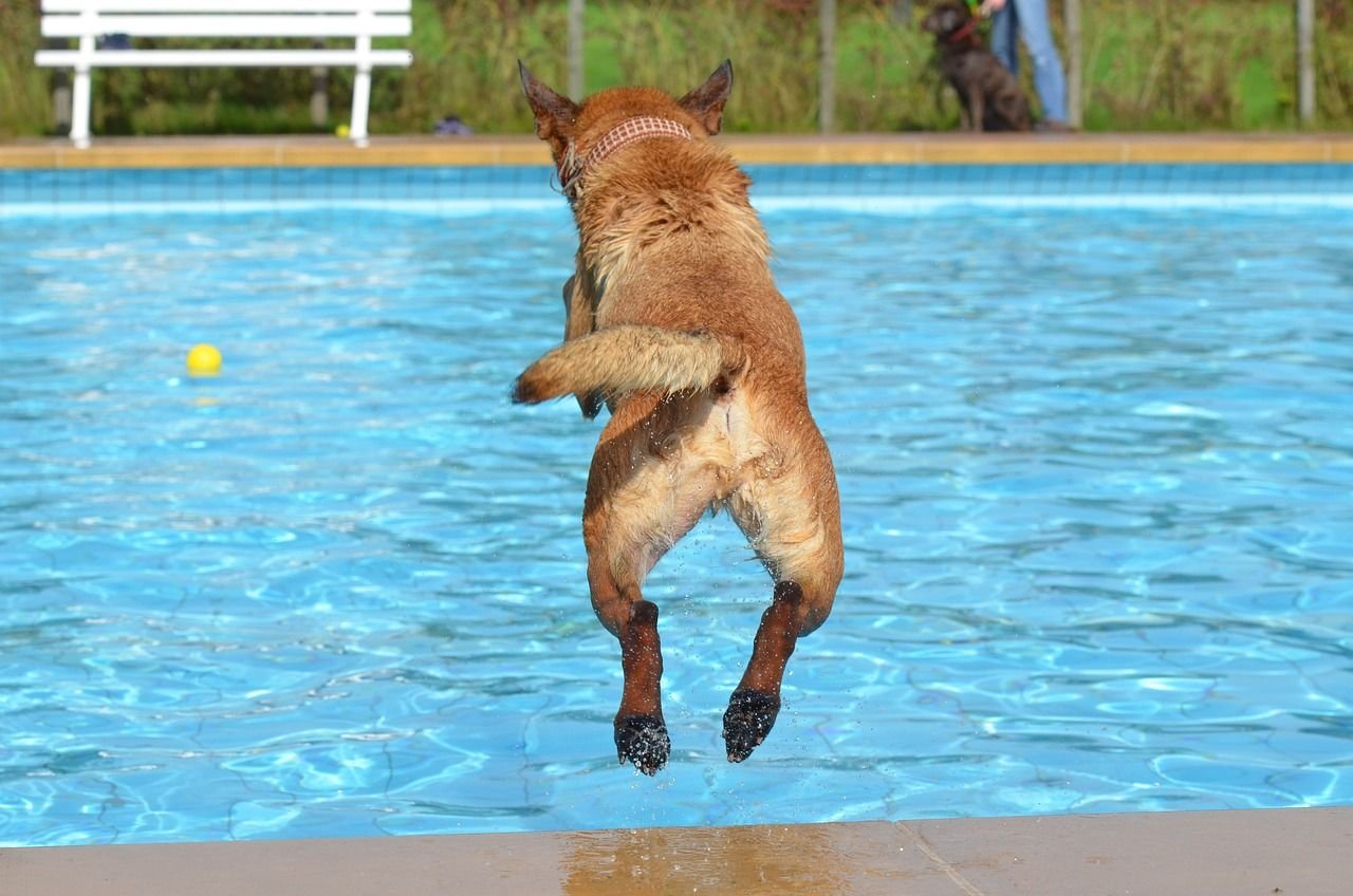 clases-de-natación-para-perros