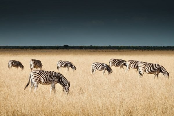 safaris-africa