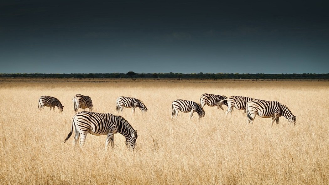 safaris-africa