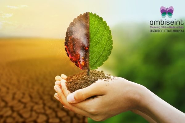 Ambiseint evitará la utilización de 300.000 kilos de plástico virgen no reciclado en los próximos cinco años Ambiseint