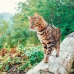 ORIJEN_perros_gatos