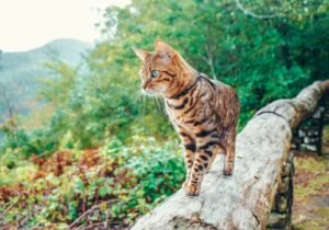 ORIJEN_perros_gatos