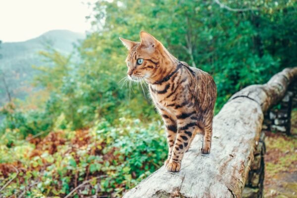 ORIJEN_perros_gatos