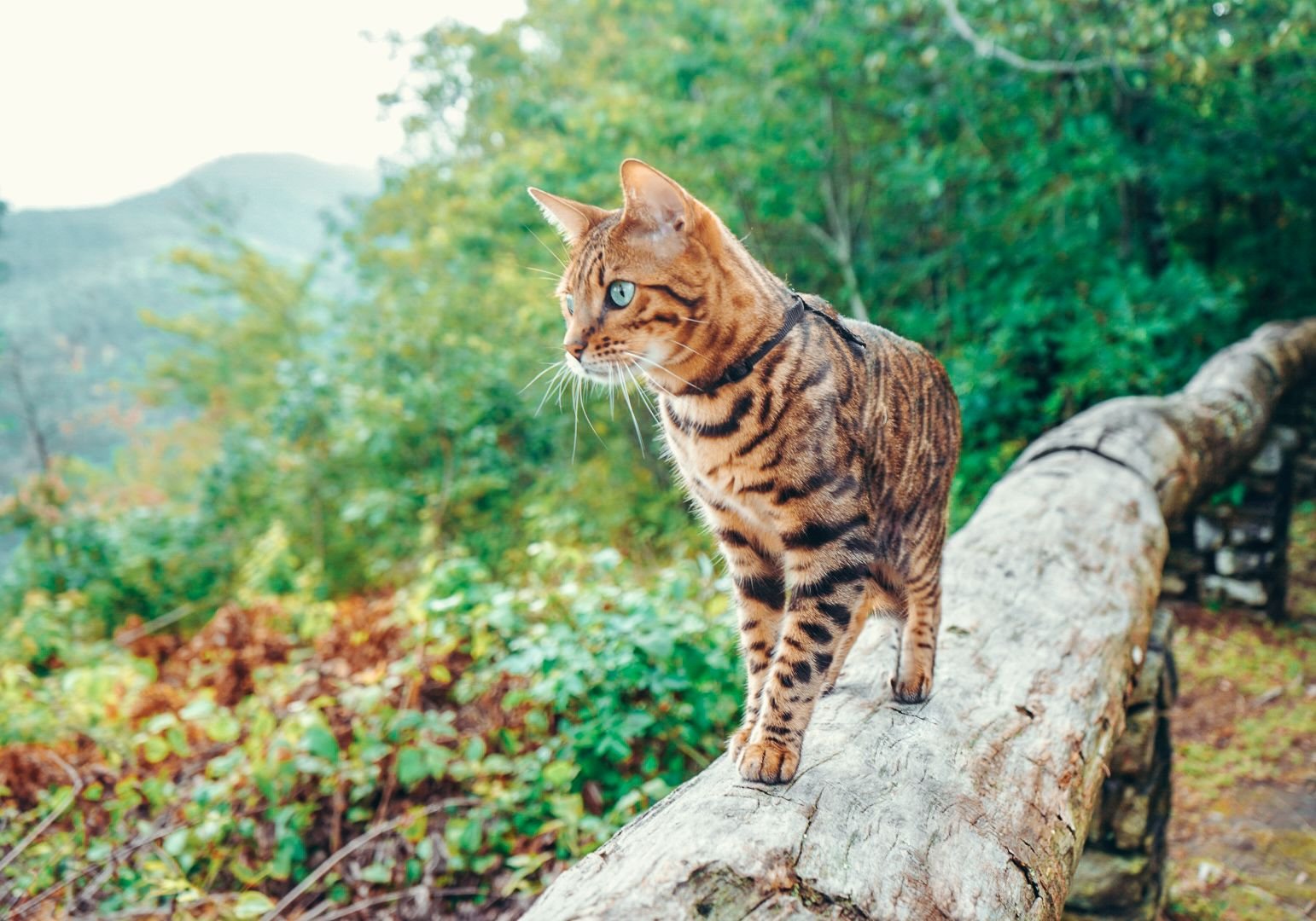 ORIJEN_perros_gatos